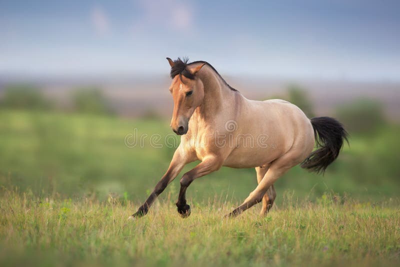 Buckskin Horse run