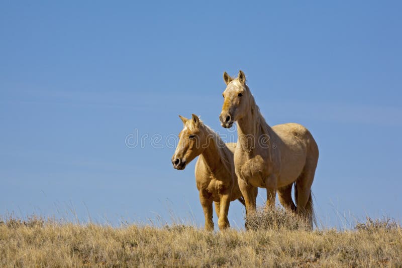 The audience of mares watch closely from a distance on the range. The audience of mares watch closely from a distance on the range