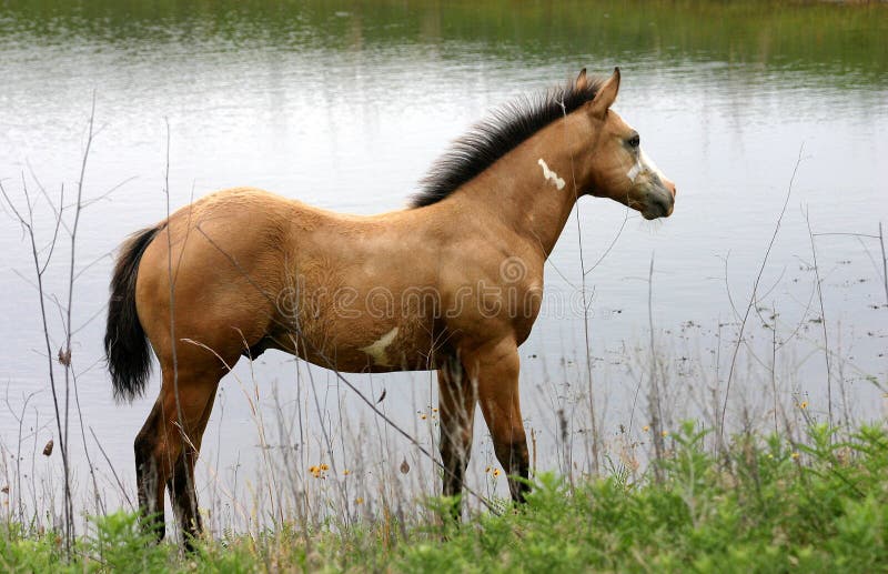 Buckskin Paint Colt at Pond