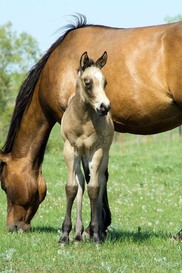 Buckskin quarter horse foal