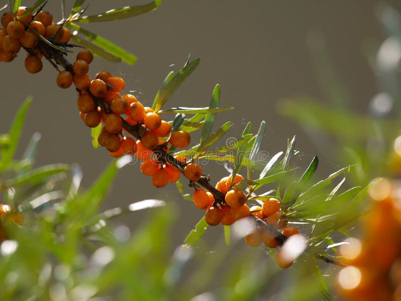 Branch of Sea Buckthorn Berries Hippophae Stock Photo Image of