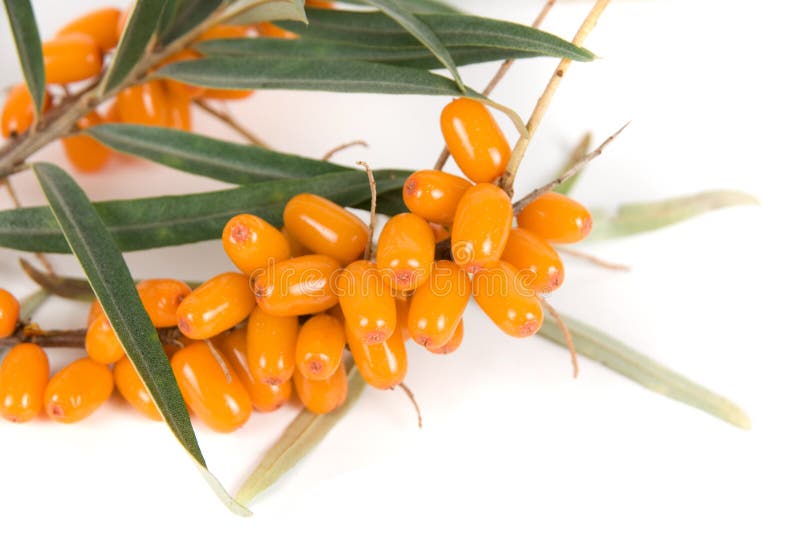 Buckthorn θάλασσα στοκ φωτογραφία με δικαίωμα ελεύθερης χρήσης