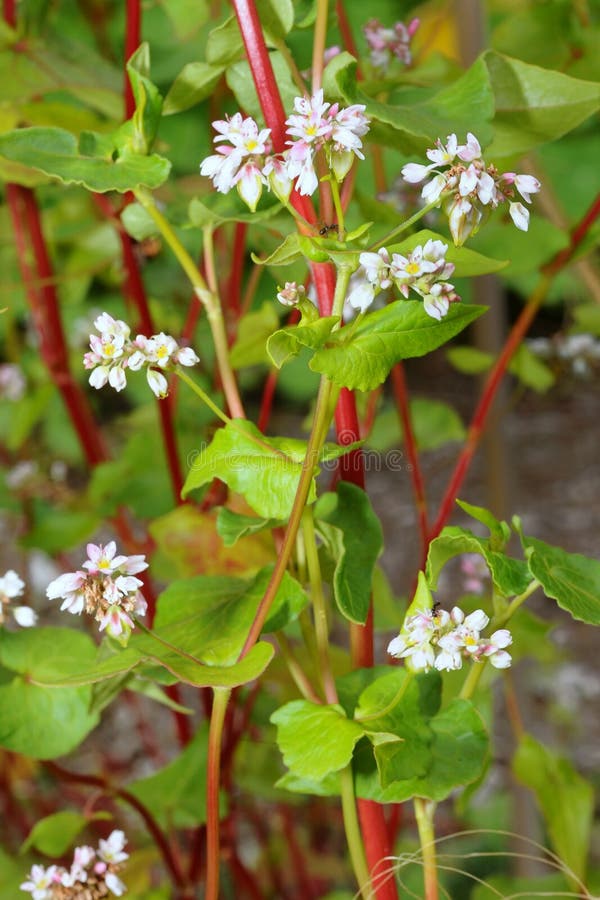 Buckwheat