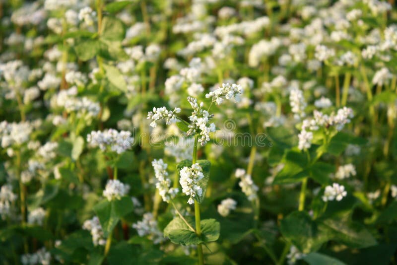 Buckwheat stock photo. Image of natural, grass, bloom 95199972