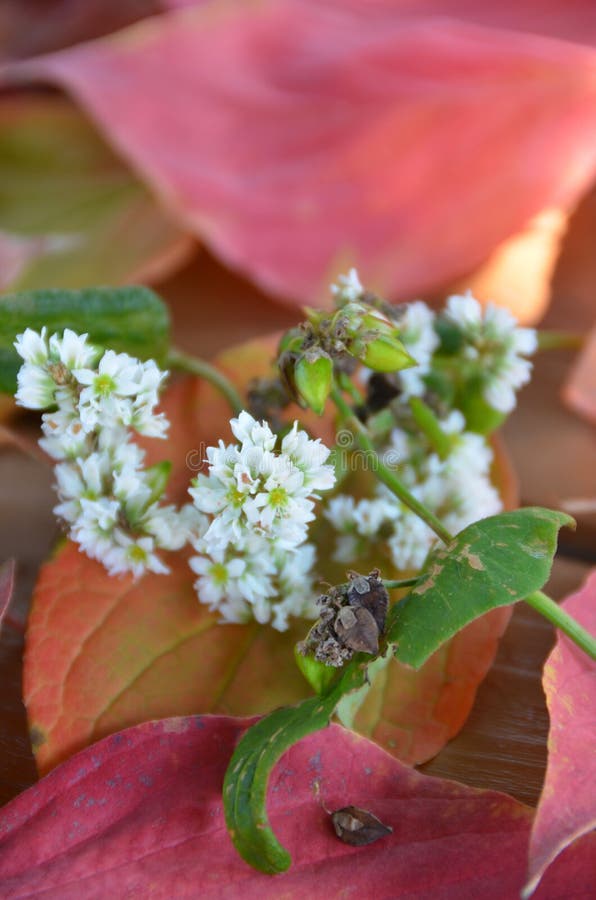 Buckwheat flower stock image. Image of white, petal, china 3928193
