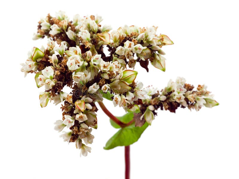 Buckwheat. flowers and grains isolated on white