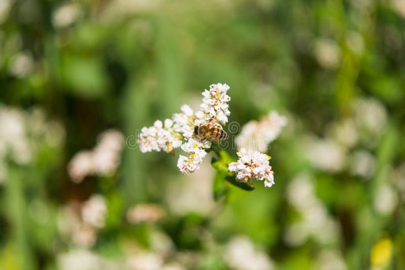 Buckwheat Growing on the Field Stock Image Image of beech, farm 95944207