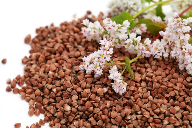Buckwheat seed and flowers stock image. Image of buckwheat 25810807