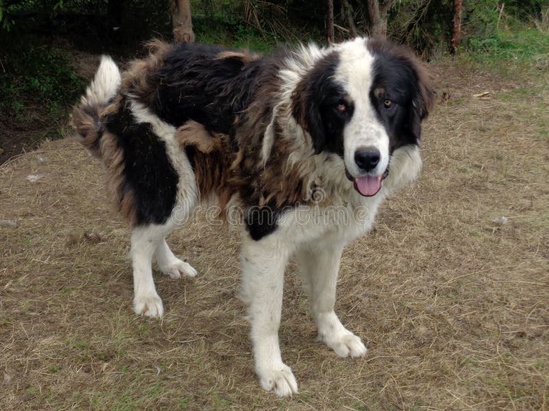 Bucovina herdehund fotografering för bildbyråer. Bild av caine 52773425