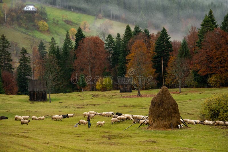 Bucovina sheepherd and landscape in Romania with mist and mountains