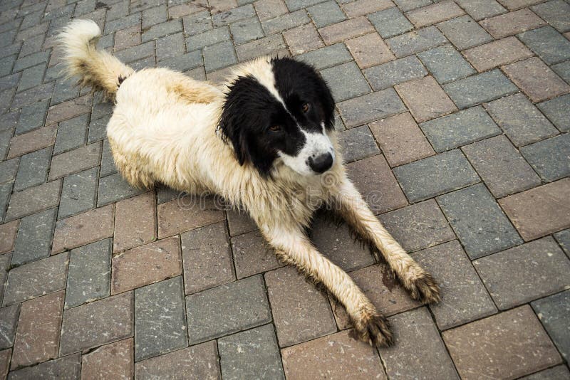 bucovina shepherd puppy