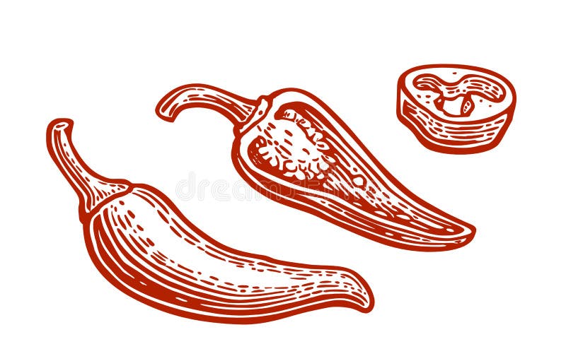 Bucăți întregi de ardei iute, izolate pe fond alb. vintage vector gravat stock illustration