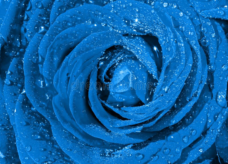 2 522 Blue Rose Water Drops Photos Free Royalty Free Stock Photos From Dreamstime