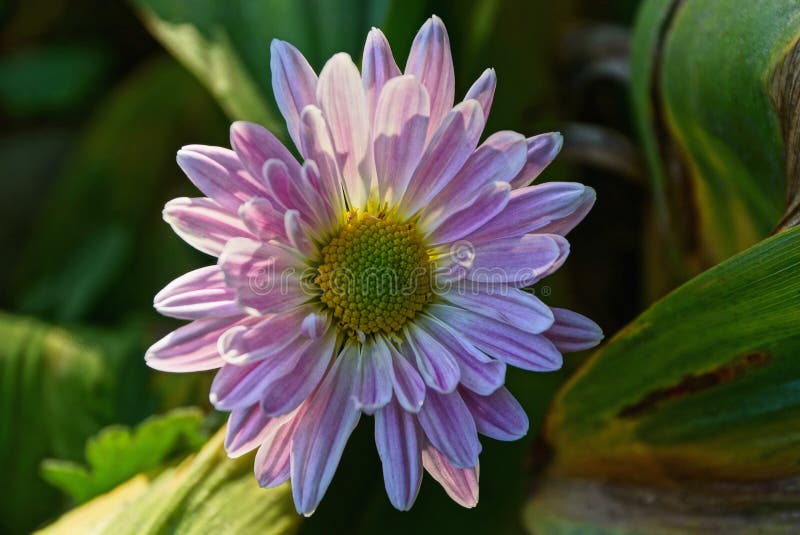 Bud of a Blooming Colored Flower on a Stalk Stock Image Image of
