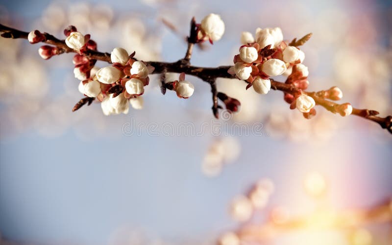 Bud, buds on fruit tree - nature is awake