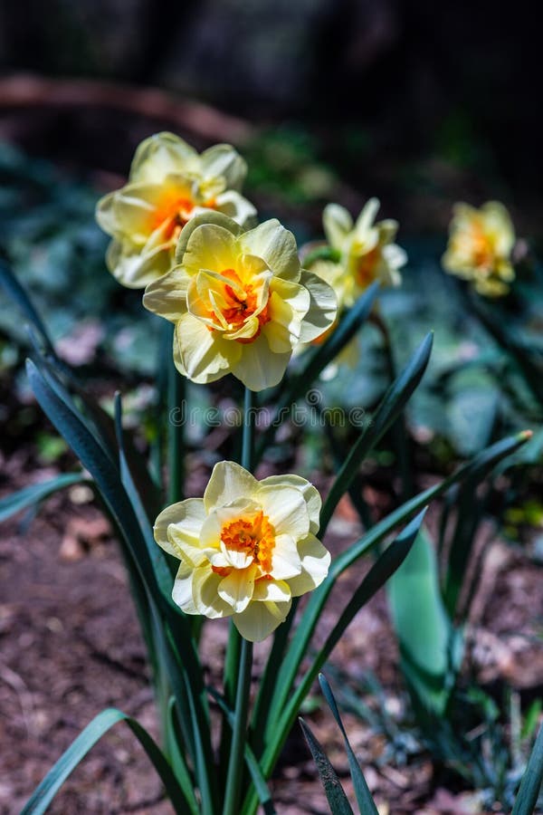 The Bud of Daffodils Flower Stock Photo Image of blooming, daffodil