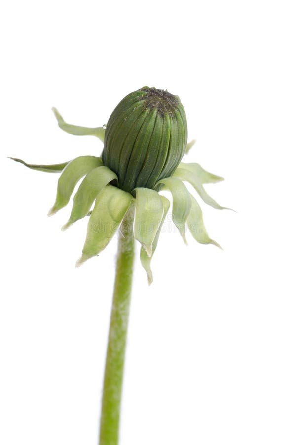 Bud dandelion isolated on a white