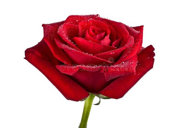 Bud, flower, bright rose royalty free stock photos
