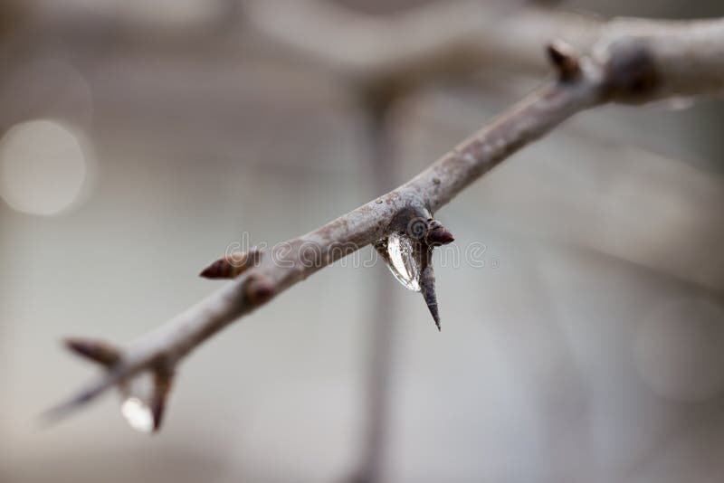 Bud and Frozen Water Drop on a Tree