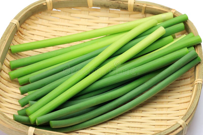 Bud of the garlic stock photo. Image of produce, white 22613532