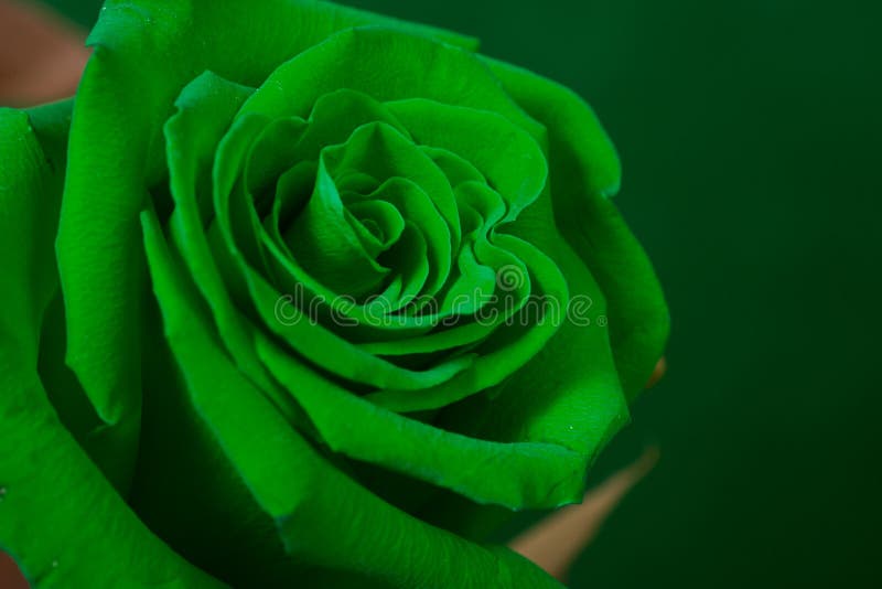 green rose flower wallpaper