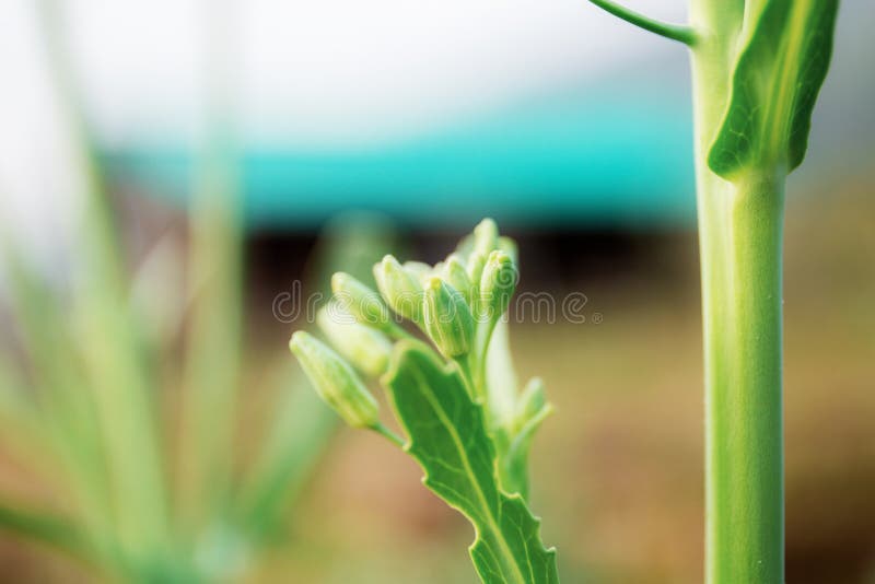 Bud of kale in farm stock photo. Image of chlorophyll 141622602