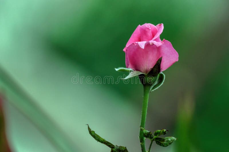 A Bud Light Pink Rose Flower Stock Photo Image of greeting, dark