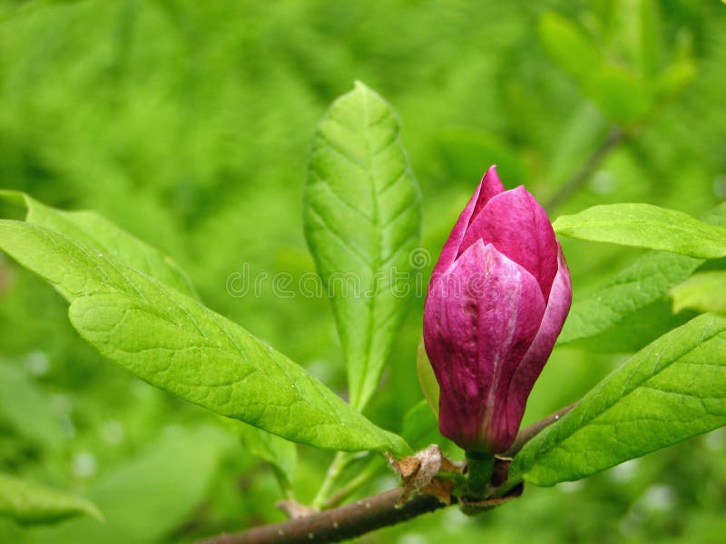 Bud of magnolia