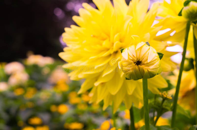 The Bud is Not Opened Yellow Chrysanthemum Closeup. Stock Image Image of season, beauty 97678309