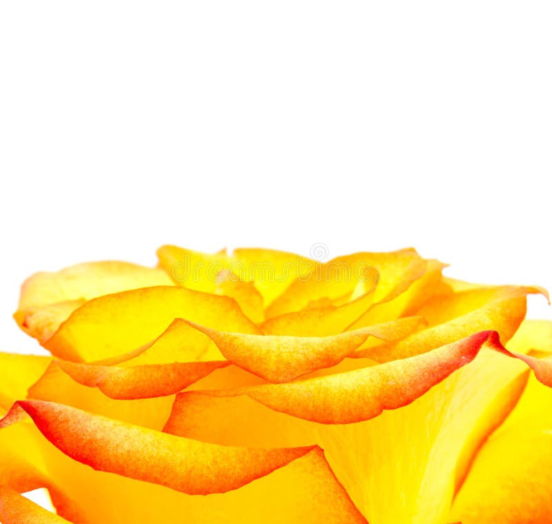 Bud of an orange rose