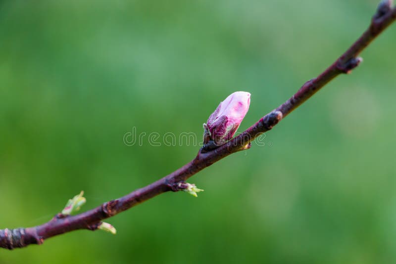 Bud of peach flowers. stock image. Image of macro, leaf 68883681