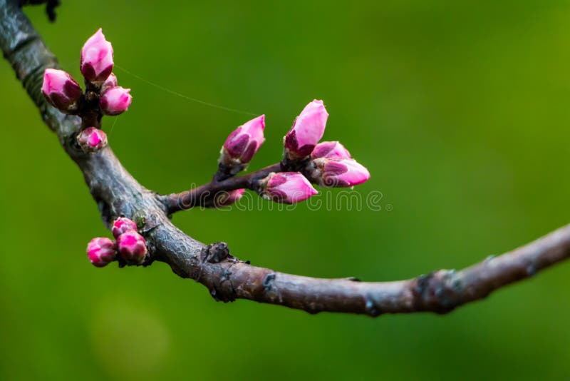 Bud of peach flowers. stock photo. Image of plant, blossom 68883724