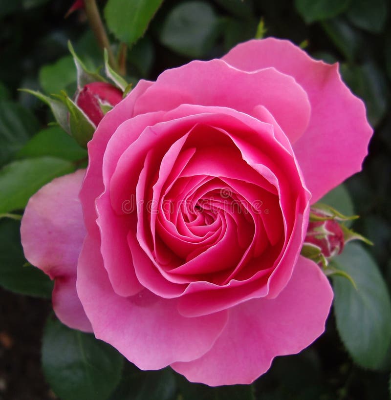 Bud of a pink tea rose stock image. Image of ornamental 26160499