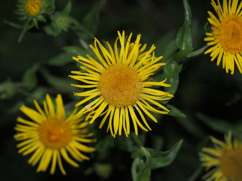 Bud plants nard. Medicinal plant. The petals are yellow.