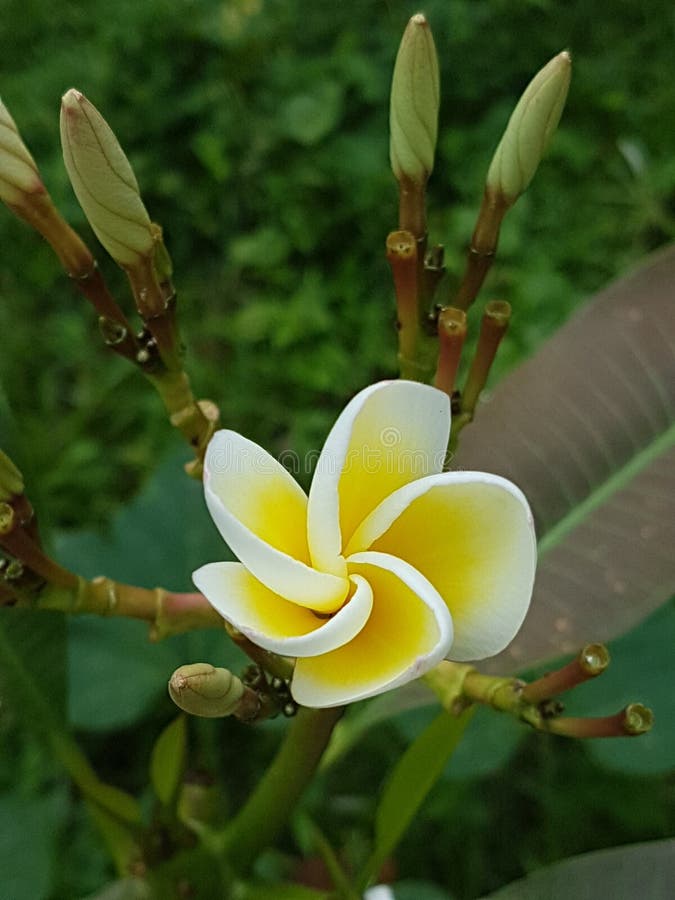 Bud of plumeria stock image. Image of nature, beauty 270139087