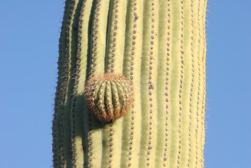 Bud of Saguaro cactus