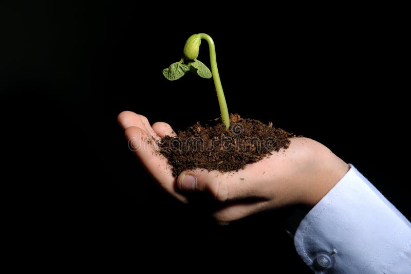 Bud seedling in hand