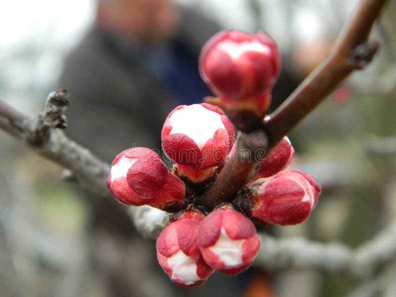 Beauty is in the Eye of the Beholder / Bud Stock Image Image of winter, vascular 200835015