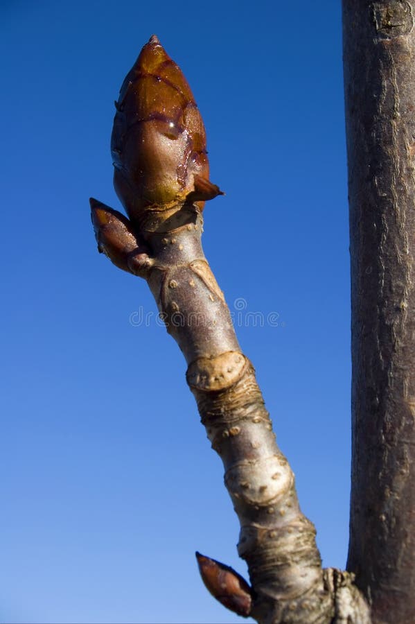 Bud of a tree