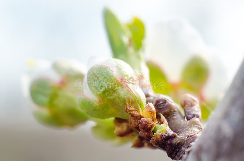 Bud on a tree