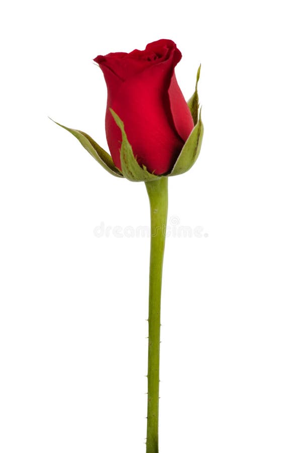 Vinous Rose Bud Stock Photos Free & RoyaltyFree Stock Photos from