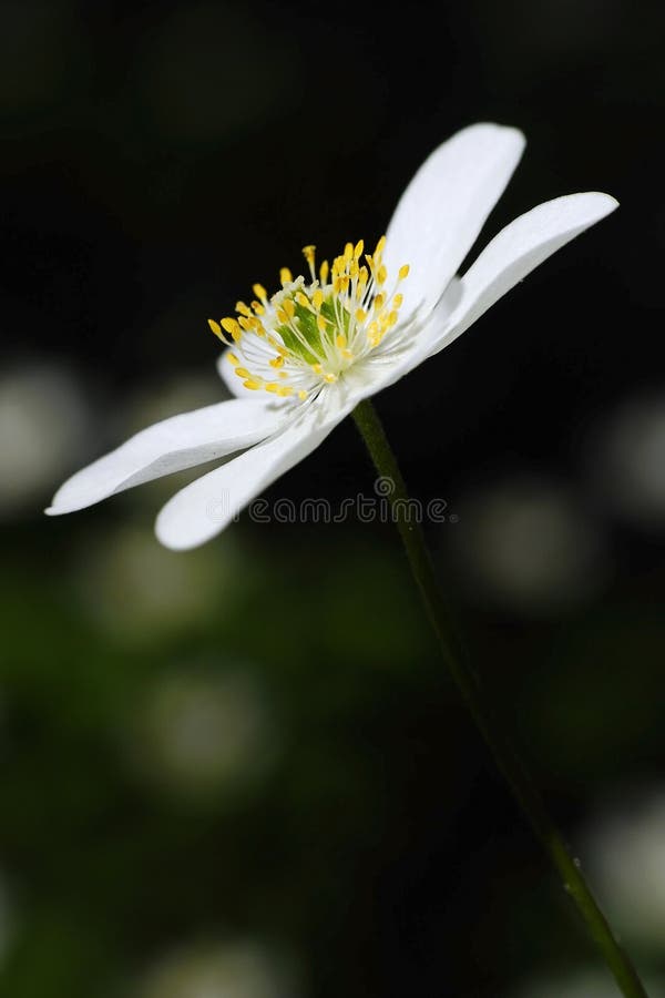 Bud of the White Flower on the Sun Stock Photo Image of flakes