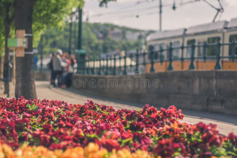 Buda Flowers-Straße stockbild Buda Flowers-Straße stockbild