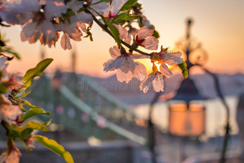 Budapest, Hungary - Cherry blossom on a Spring sunrise with Liberty Bridge and lamp post royalty free stock image