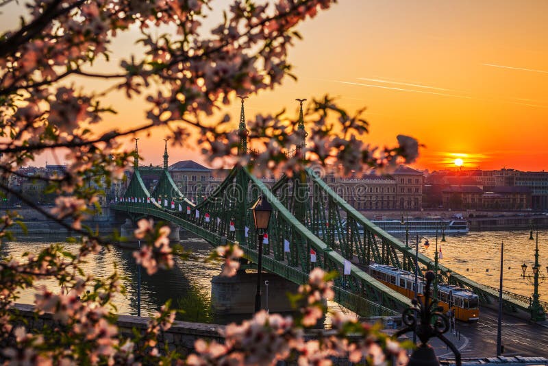 Budapest Ungern - härliga Liberty Bridge på soluppgång med den typiska gula ungerska spårvagnen och den körsbärsröda blomningen arkivbilder Budapest Ungern - härliga Liberty Bridge på soluppgång med den typiska gula ungerska spårvagnen och den körsbärsröda blomningen arkivbilder