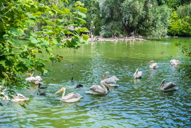 BUDAPEST WĘGRY, LIPIEC, - 26, 2016: Staw z pelikanami i innymi gatunkami wodni ptaki przy Budapest ogródem botanicznym i zoo obraz stock BUDAPEST WĘGRY, LIPIEC, - 26, 2016: Staw z pelikanami i innymi gatunkami wodni ptaki przy Budapest ogródem botanicznym i zoo obraz stock