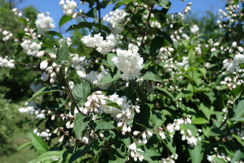 Budas e flores brancas duplas de Deutzia contra o céu foto de stock royalty free Budas e flores brancas duplas de Deutzia contra o céu foto de stock royalty free