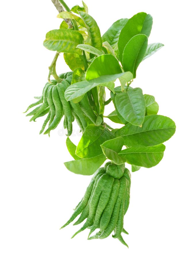 Green Buddha's hand citrus fruits on branch. Green Buddha's hand citrus fruits on branch