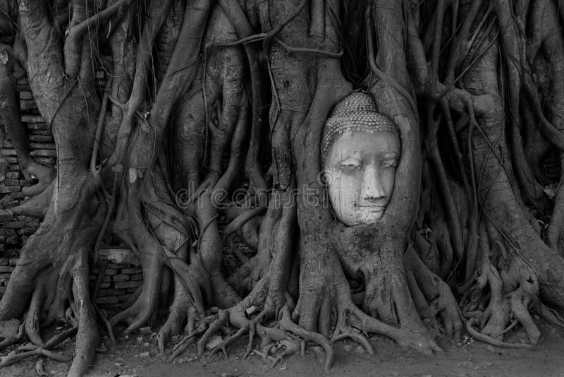 Buddha Head statue, Wat Mahathat, Ayutthaya, Thailand royalty free stock image Buddha Head statue, Wat Mahathat, Ayutthaya, Thailand royalty free stock image