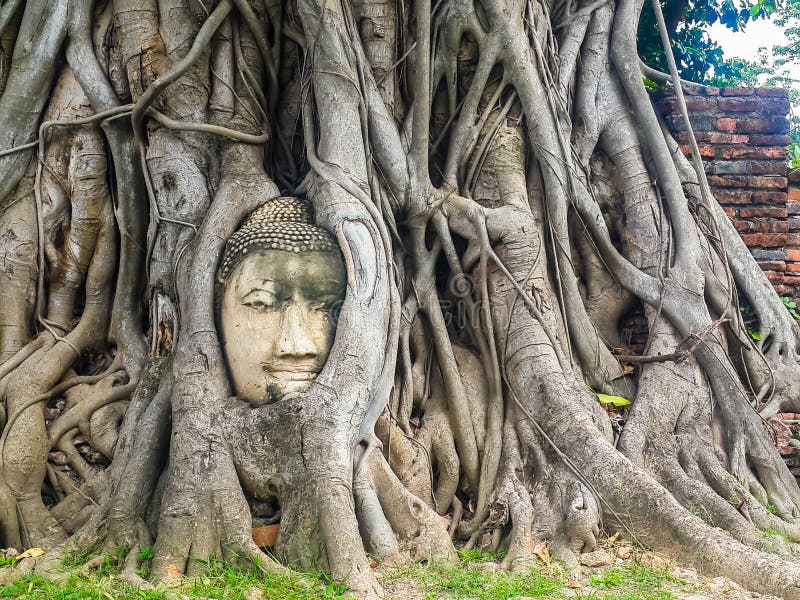 Buddha head in tree roots